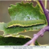libythea celtis larva b